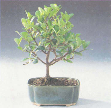 http://bonsai.narod.ru/image/im_88.png